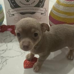 Mr Green eyes charting 4-5 lb 3500 - Blue and tan male Chihuahua puppy in Las Vegas, Nevada from Quality Poms Chihuahua Yorkies of Las vegas