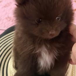 Pomeranians from PomPom-Angels