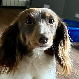 SAMSON - Dachshund