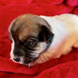 Poppy - White and tan female Russell Terrier puppy in London, Kentucky from Norvell Kennels