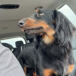 Dachshund Puppies from Champion Dachshunds