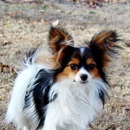 LillyBug - Papillon