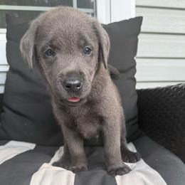 Birdie- Light Purple - Charcoal female Dilute Retriever puppy in Marion, Illinois from Summer Lovin’ Labradors of Southern Illinois