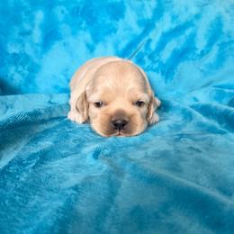 Donut - Buff male Cocker Spaniel puppy in Greers Ferry, Arkansas from Lake Area Cuddly Cockers