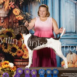 German Shorthaired Pointers and Weimaraners from Whispering Weimaraners & Muddy River GSPs