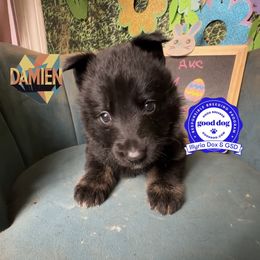 Damien - Bi-color male German Shepherd puppy in Livingston, Kentucky from Illyria Dox & GSD