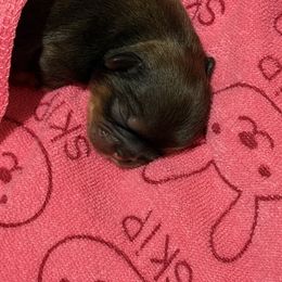 Abigail - Chocolate female Shih Tzu puppy in Magnolia, Texas from Furbourne Farms