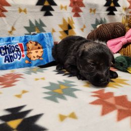 Hot pink collar - Sable female German Shepherd puppy in Ramsey, Illinois from Haus-Farr German Shepherds