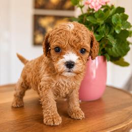 Leo - Blue Collar Boy - Red male Cavapoo puppy in Highland, Utah from Angel Pups Deluxe