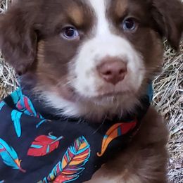 Australian Shepherd Puppies from Red Feather Aussies