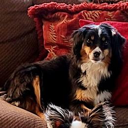 Penny - Toy Australian Shepherd