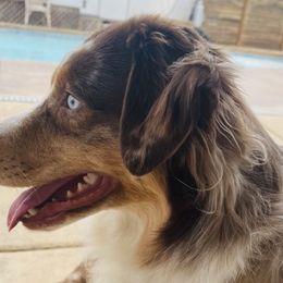 Atlas - Miniature Australian Shepherd puppy from Natural Life Ranch
