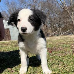 Alex - Black and white male Border Collie puppy in Washburn, Missouri from BS Farms
