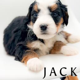 Bernedoodle puppies from Country Creek Doodles