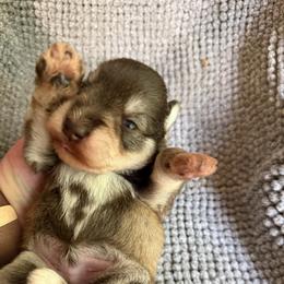 Oogie Boogie - Liver male Miniature Schnauzer puppy in Hull, Georgia from Ardent Miniature Schnauzers of Athens