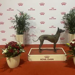 "Calypso’s Stars on the Water . Royal Canin 2022" Peruvian Inca Orchid All Grown Up from Calypso Kennel