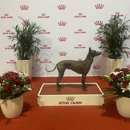"Calypso’s Stars on the Water . Royal Canin 2022" Peruvian Inca Orchid All Grown Up from Calypso Kennel