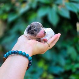Elara - Blue merle female Aussiedoodle puppy in Centreville, Mississippi from Trin's Designer Doodles
