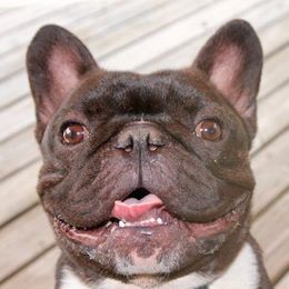 French Bulldogs from Encore French Bulldogs