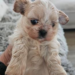 Girl 1 - Cream and white female Shih Tzu puppy in Corona, California from Trinity Shihtzu's So Calif