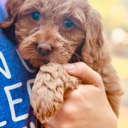 Girl 4 - Red female Australian Labradoodle puppy in Bend, Oregon from High Desert Labradoodles