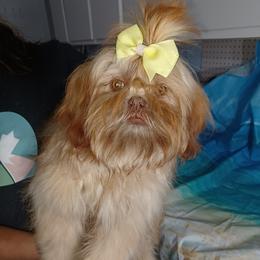 SCARLETT - Shih Tzu