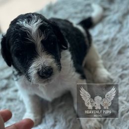 Oreo - Parti male Goldendoodle puppy in Duluth, Minnesota from heavenly Pups kennel