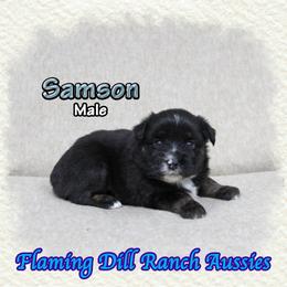 Samson - Black tri male Miniature Australian Shepherd puppy in Forestburg, Texas from Flaming Dill Ranch Aussies