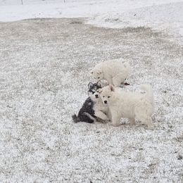 Siberian Husky Puppies from Funky Farm AKC Siberian Huskies Kennel