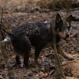 Ratchet - Australian Cattle Dog