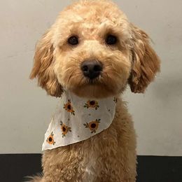 Teddy - Goldendoodle
