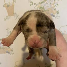 3 - male Alapaha Blue Blood Bulldog puppy in Grafton, Ohio from Eclipse Alapaha Kennels