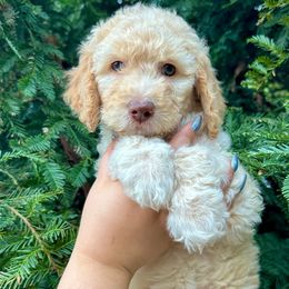 Luna - Apricot female Aussiedoodle puppy in Upper Lake, California from Redwood Aussiedoodles