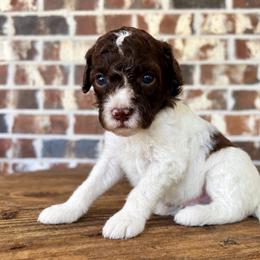 Navy Boy - Parti male Goldendoodle puppy in Huntsville, Alabama from Winchester Doodles