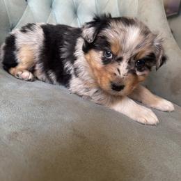 Girl 2 - Blue merle female Australian Shepherd puppy in Bison, South Dakota from South Dakota Creekside Australian Shepherds