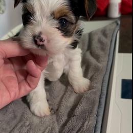 Female Parti Yorkie - Parti female Yorkshire Terrier puppy in Des Moines, Iowa from Diamond Yorkshire Terriers