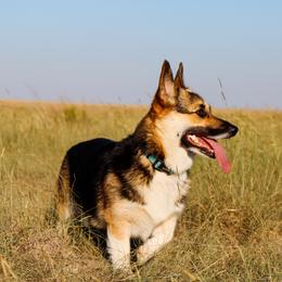 Maggie Mae - Pembroke Welsh Corgi