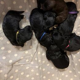 Tap - Black female Portuguese Water Dog puppy in Lake George, Colorado from Ascent Kennels - Central Asian Shepherds & Portuguese Water Dogs