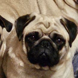 Putters - Pug