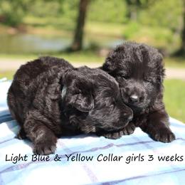 1st Pick female - Black female German Shepherd puppy in Elkmont, Alabama from Oakmont Shepherds