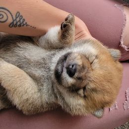 Shiba Inu Puppies from Anteiku Shiba Inu