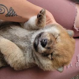 Shiba Inu Puppies from Anteiku Shiba Inu