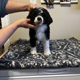 Akita and Portuguese Water Dog Puppies from Cades Akitas