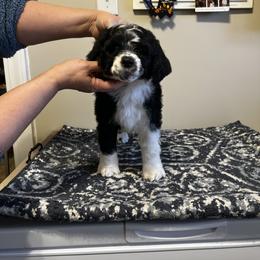 Akita and Portuguese Water Dog Puppies from Cades Akitas