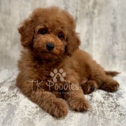 Symphony - Red  male Poodle puppy in Belleville, New Jersey from TK Poodles