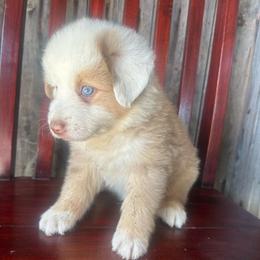 More - Red merle male Miniature Australian Shepherd puppy in Loretto, Tennessee from K Kountry Farm