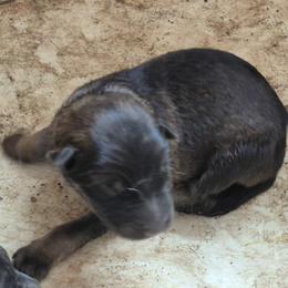 Girl 2 - Sable female German Shepherd puppy in Lake George, Colorado from High Country German Shepherds