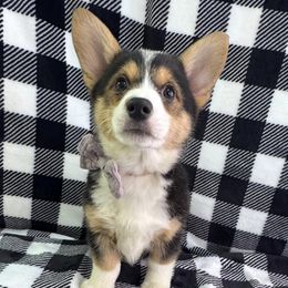 Pembroke Welsh Corgis from LTT Corgis