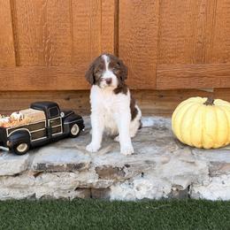 Rachel - Brown and white female Aussiedoodle puppy in Lavonia, Georgia from H & A Kennels