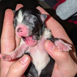 Janis - Black tri female Toy Australian Shepherd puppy in Shepherd, Texas from GAMALA Farm & Kennels